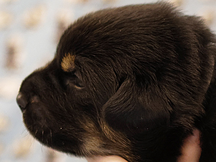 chinook puppy